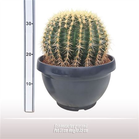 Echinocactus Grusonii