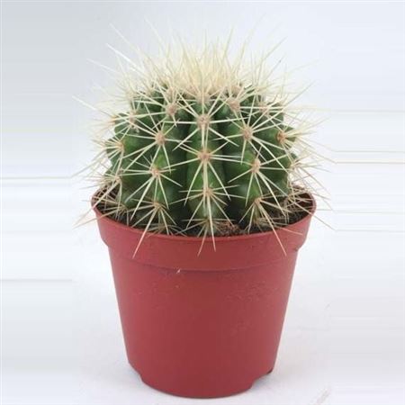Echinocactus Grusonii