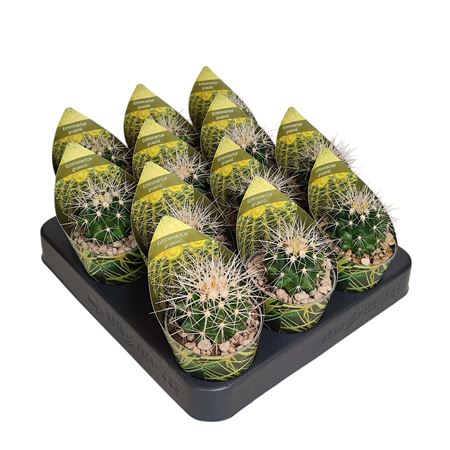 Echinocactus Grusonii Potcover