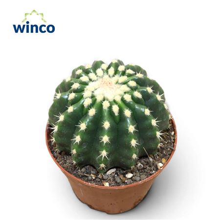 Echinocactus Subinermis