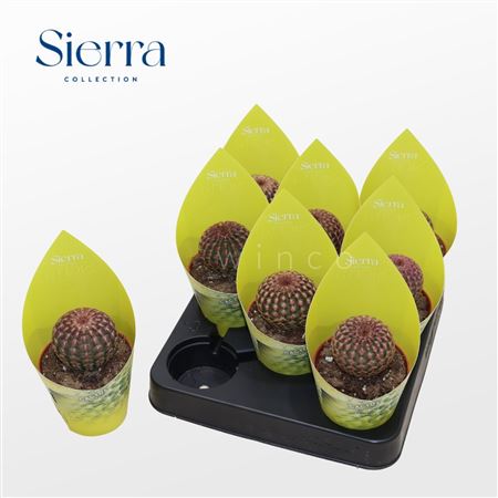 Echinocereus Rubrispinus