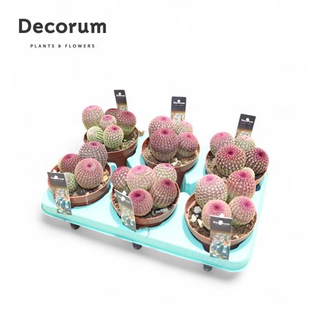 Echinocereus Rubrispinus