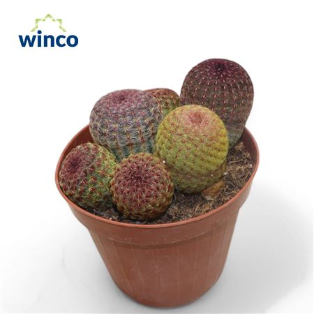 Echinocereus Rubrispinus