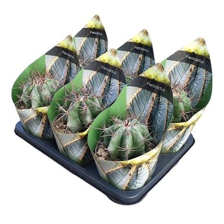 Echinocactus Platyacanthus Potcover