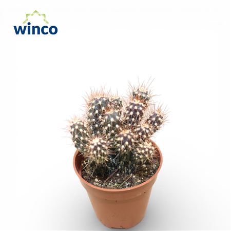 Цилиндропунция виридифлора