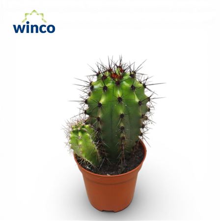 Stenocactus Thurberi