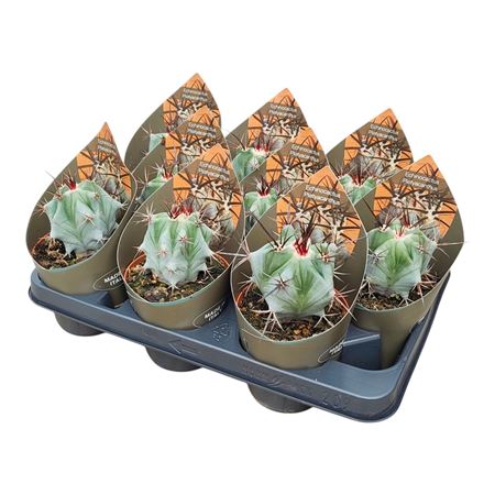 Echinocactus Platyacanthus Potcover