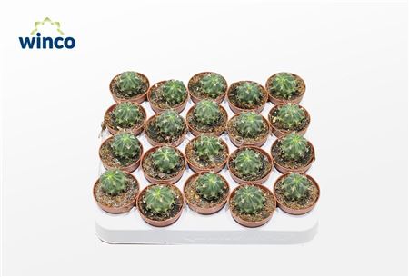 Echinofossulocactus Coptonogonus