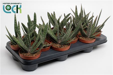 Gasteria Carinata Big Ben