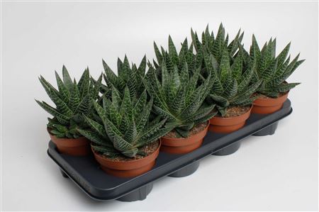 Gasteria Apollo