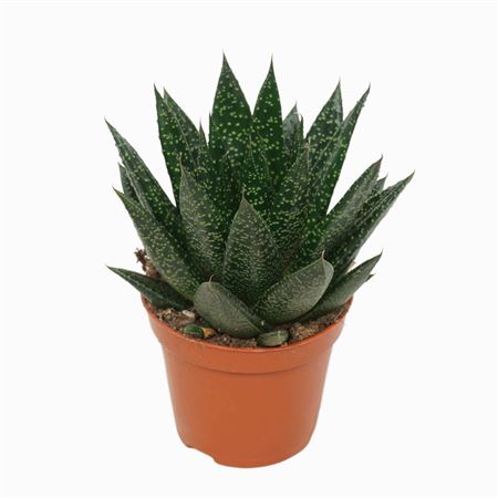 Gasteria D'due