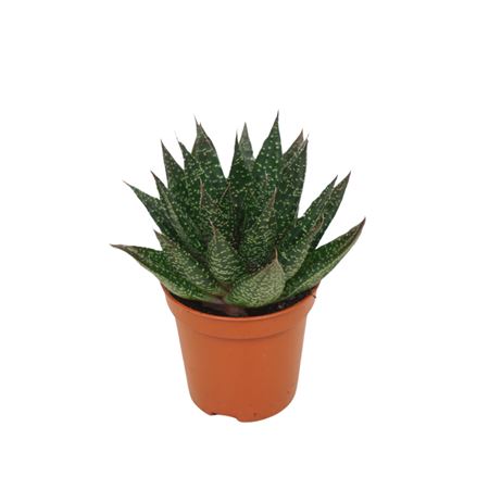 Gasteria D'due