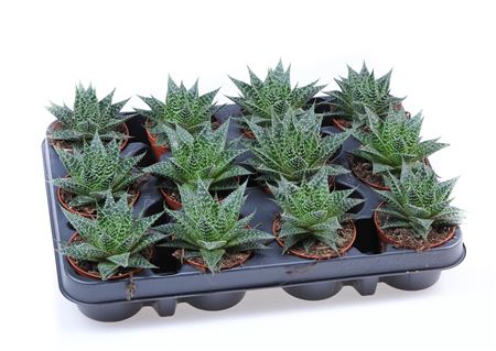 Gasteria Aurora