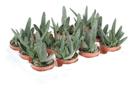 Gasteria Macantha