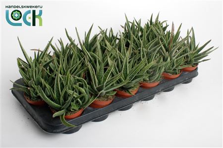 Gasteria Doreen