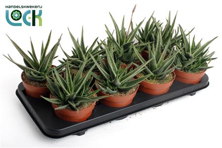 Gasteria Doreen