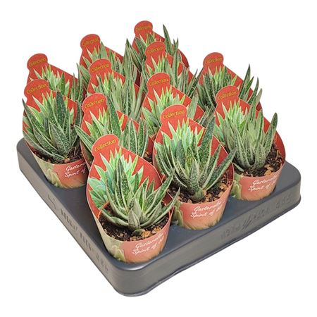 Gasteraloe Spirit Of 88 Potcover