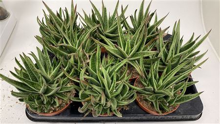 Gasteria Doreen