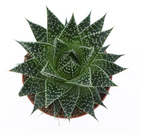 Gasteria Aurora