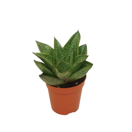 Gasteria D'tiga