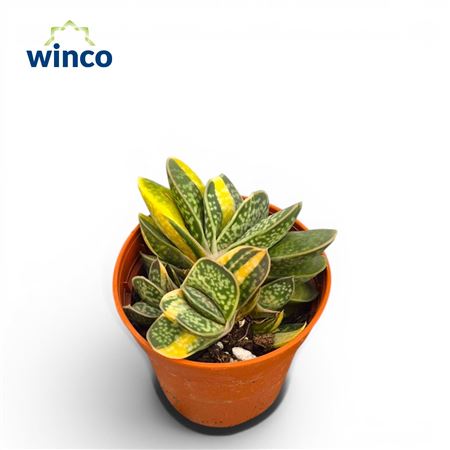 Gasteria Bicolor Variegata