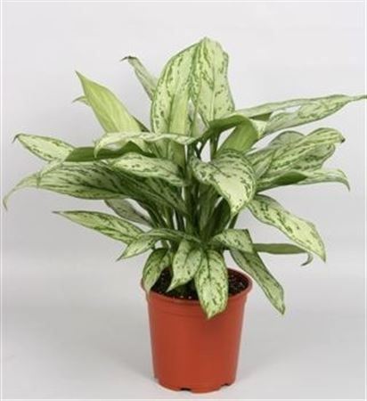 Aglaonema Silver Queen