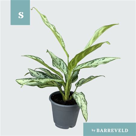 Aglaonema Silver Queen Compact