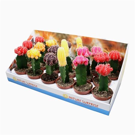 Gymnocalycium Mix Showbox