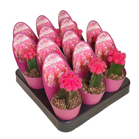 Gymnocalycium Cactus Grafted Fuchsia Pink Potcover