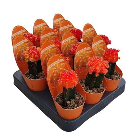 Gymnocalycium Cactus Grafted Orange Potcover