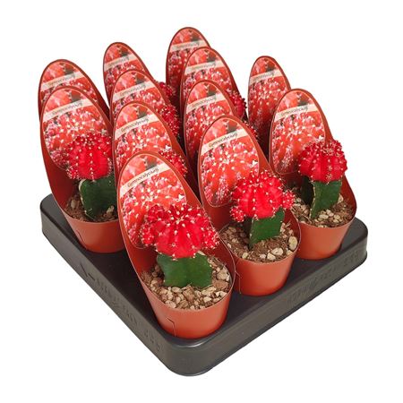 Gymnocalycium Cactus Grafted Red Potcover