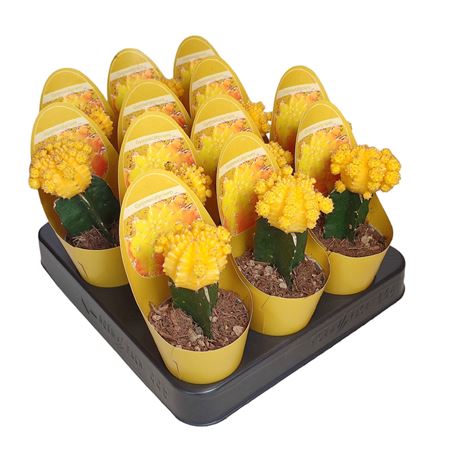 Gymnocalycium Cactus Grafted Yellow Potcover