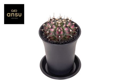Gymno Cactus T-rex Hybrid Pink