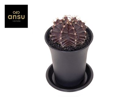 Gymno Cactus Purple Black