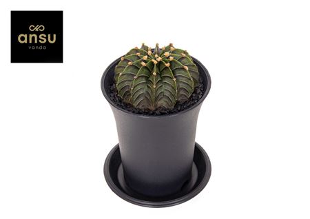 Gymno Cactus Green Stripe