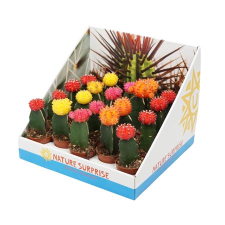 Gymnocalycium Mix Showbox