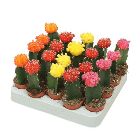 Gymnocalycium Mix