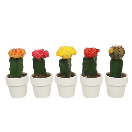 Gymnocalycium Mix In Pot