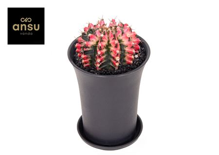 Gymno Cactus Multicolor Xl