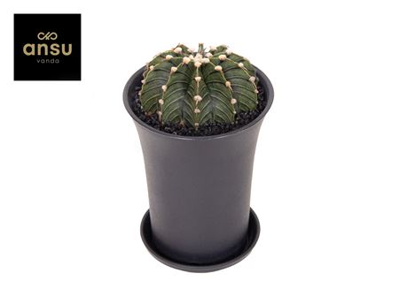Gymno Cactus Green Stripe