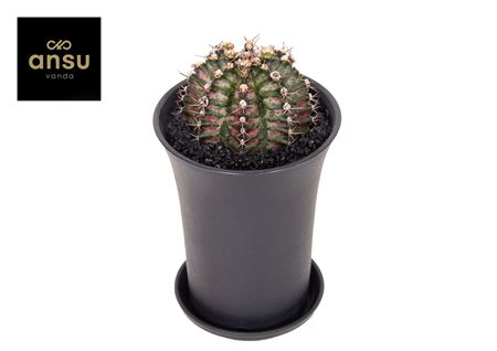 Gymno Cactus T-rex