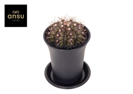 Gymno Cactus T-rex Hybrid