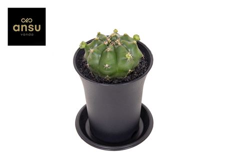 Gymno Cactus Froggy