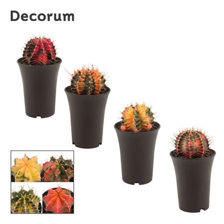 Gymnocalycium Cactus 11 Cm Variegated(decorum)