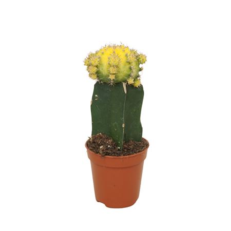 Gymnocalycium Yellow/green