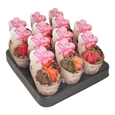 Gymnocalycium Mihanovichii Variegato