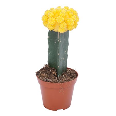 Gymnocalycium Geënt Yellow