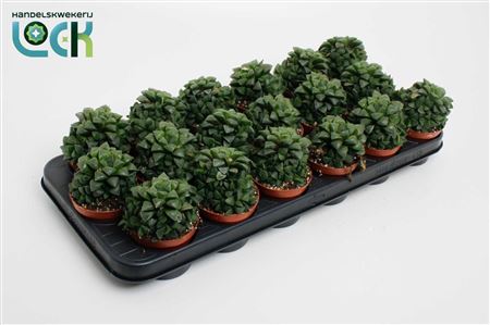 Haworthia Cymbiformis