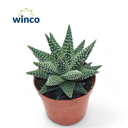 Haworthia Margaritifera.