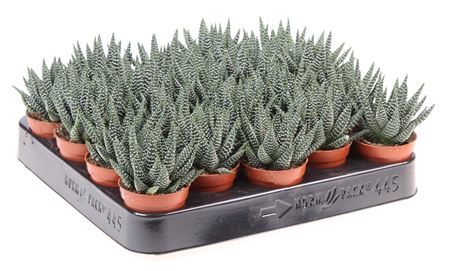 Haworthia Margaritifera.